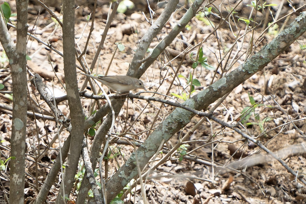 Greater Whitethroat - ML647398975