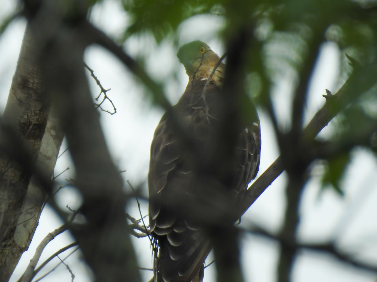 European Honey-buzzard - ML647398981