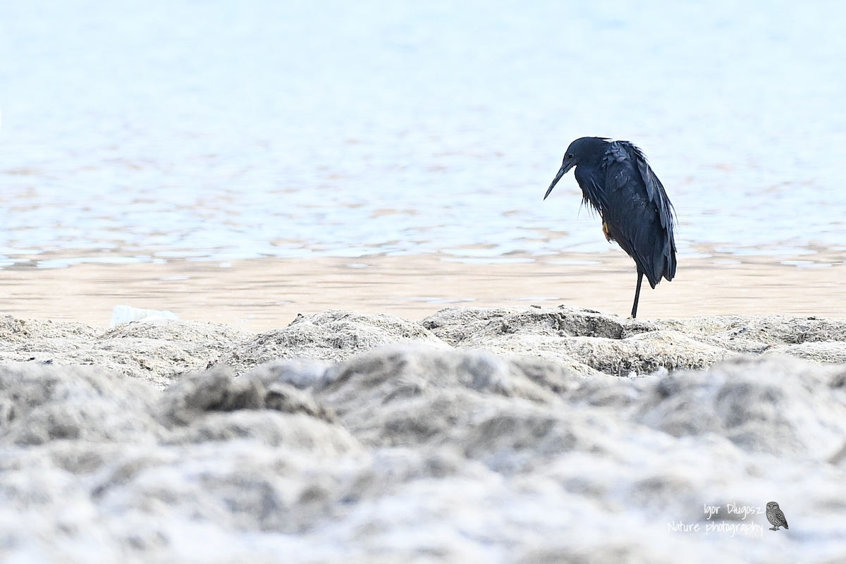 Black Heron - ML647398982