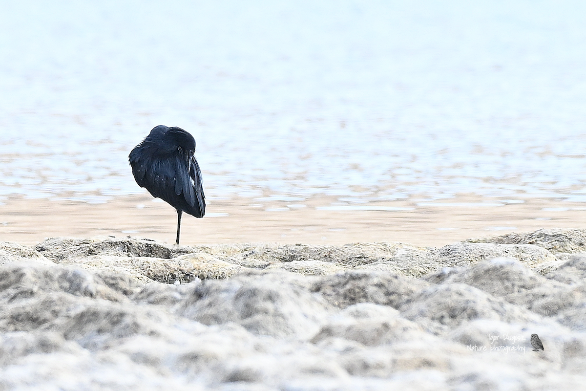 Black Heron - ML647398983