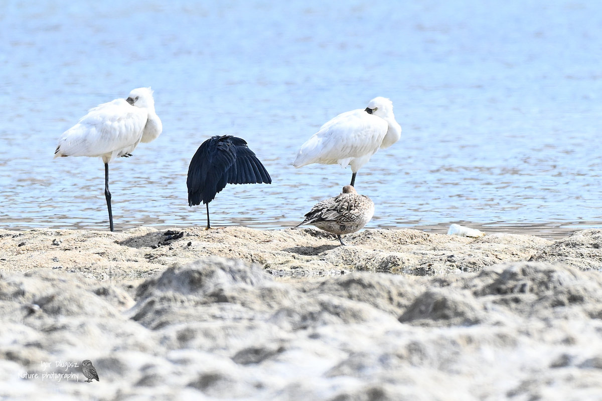 Black Heron - ML647398984