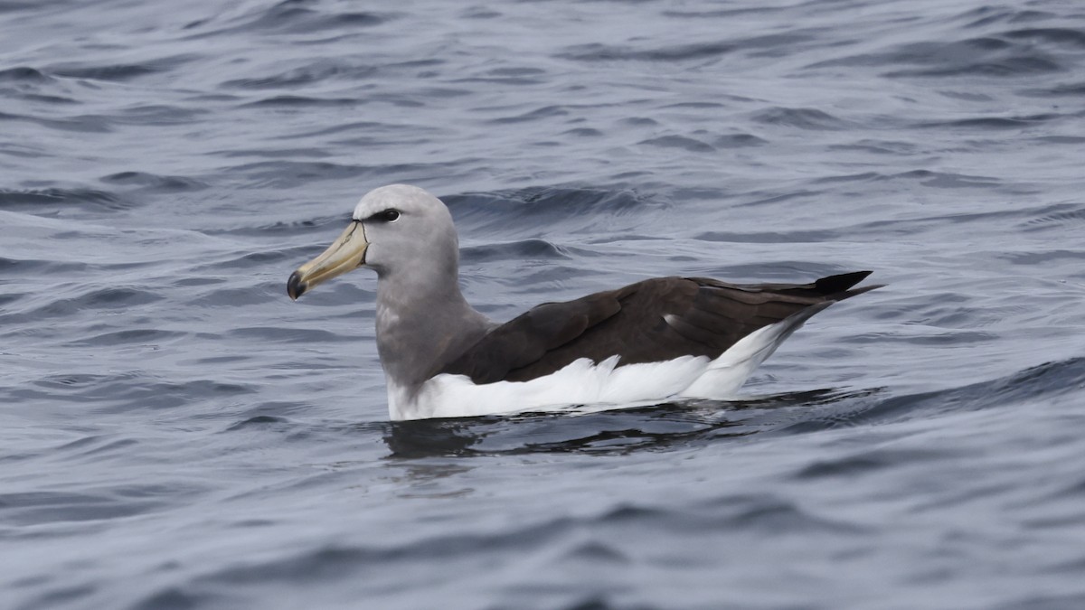Albatros de las Chatham - ML647398989