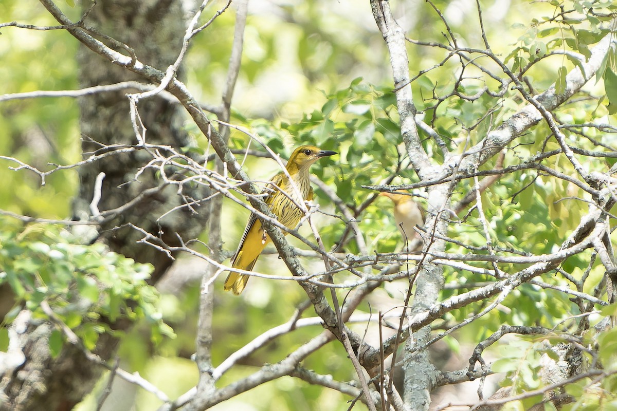 African Golden Oriole - ML647398997