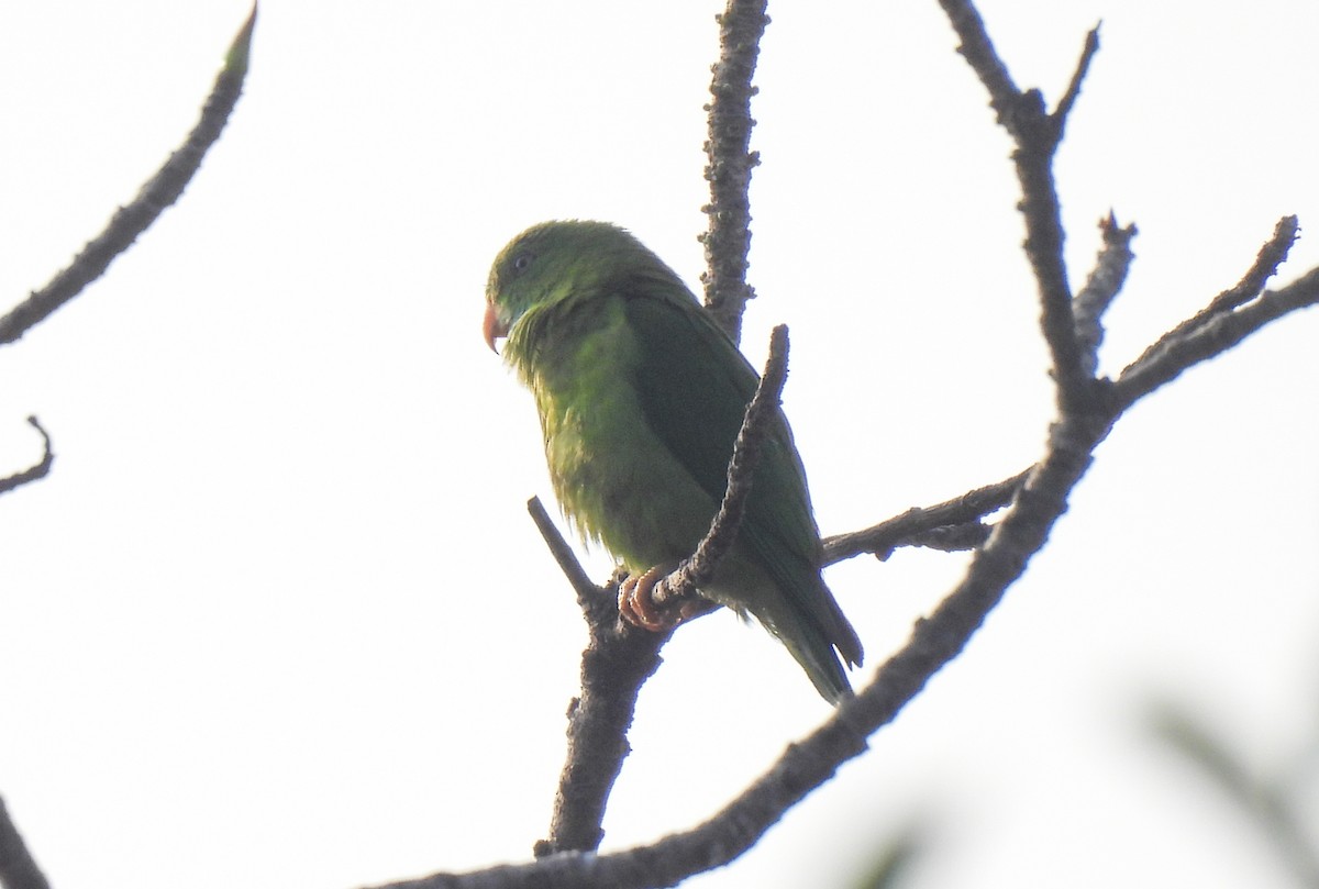 Vernal Hanging-Parrot - ML647399001