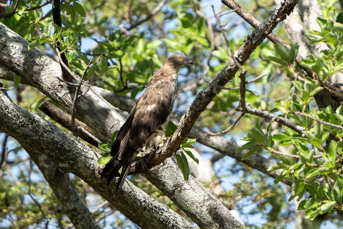 European Honey-buzzard - ML647399016