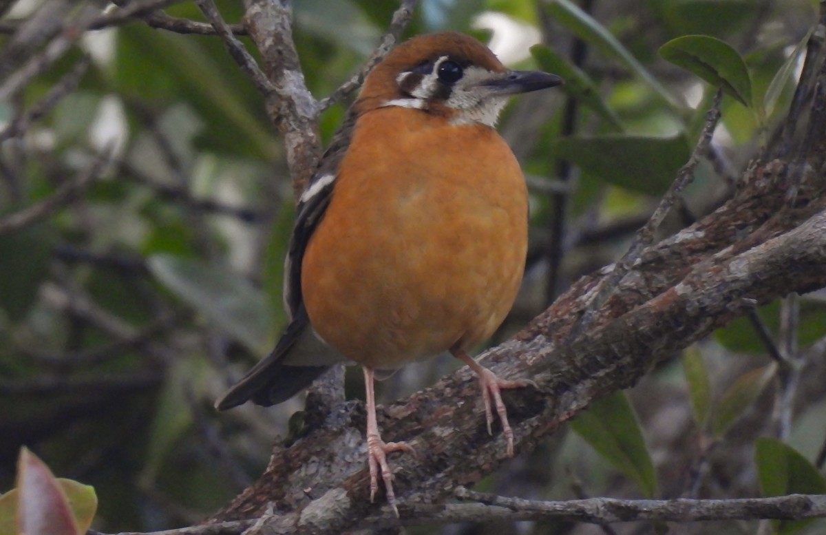 Orange-headed Thrush (White-throated) - ML647399017