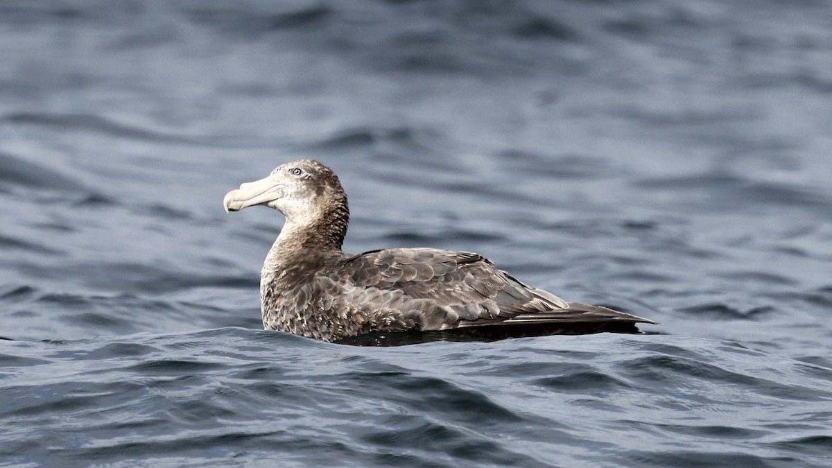 Abanto Marino Subantártico - ML647399024