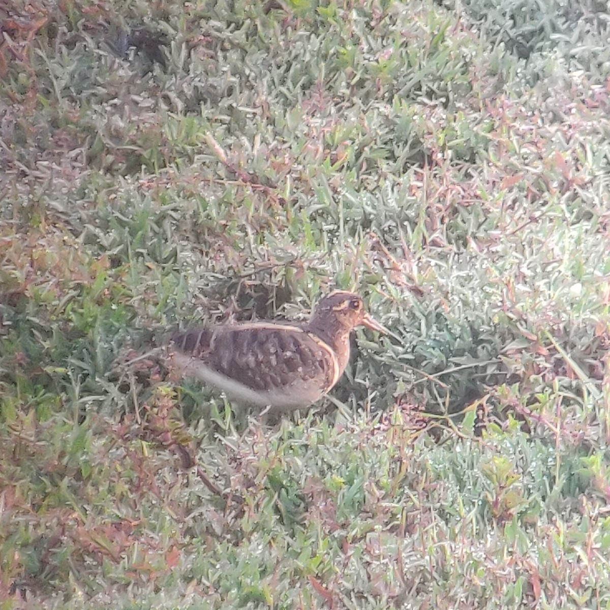 Boyalıçulluk - ML647399031