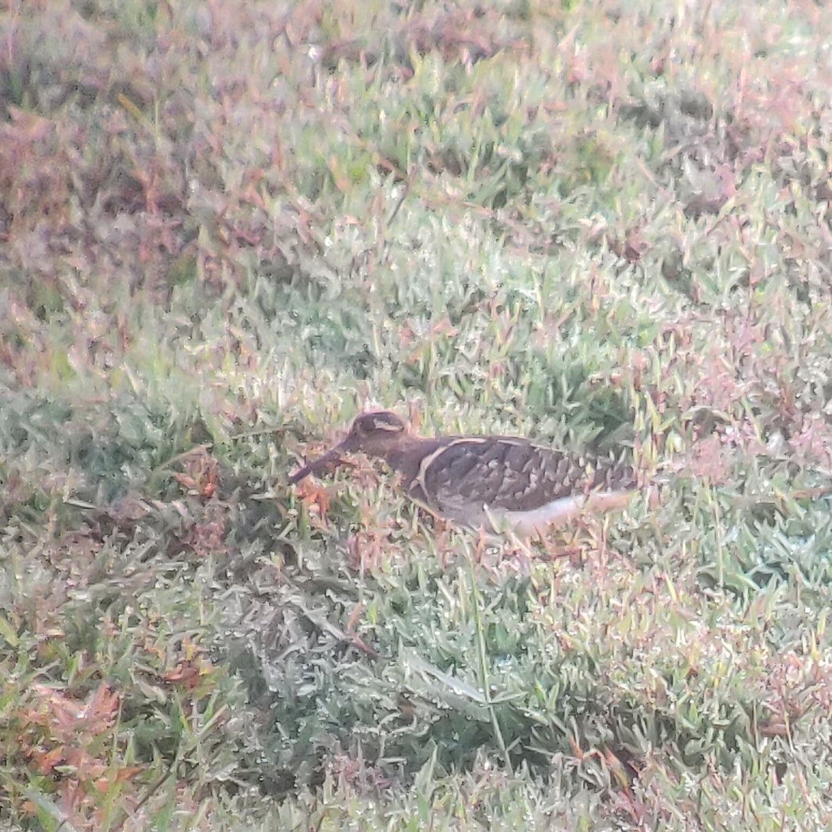 Boyalıçulluk - ML647399032