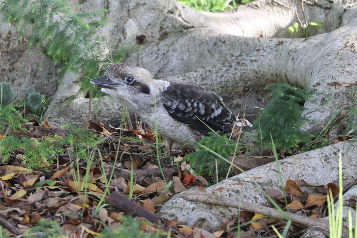Martin-chasseur géant - ML647399038