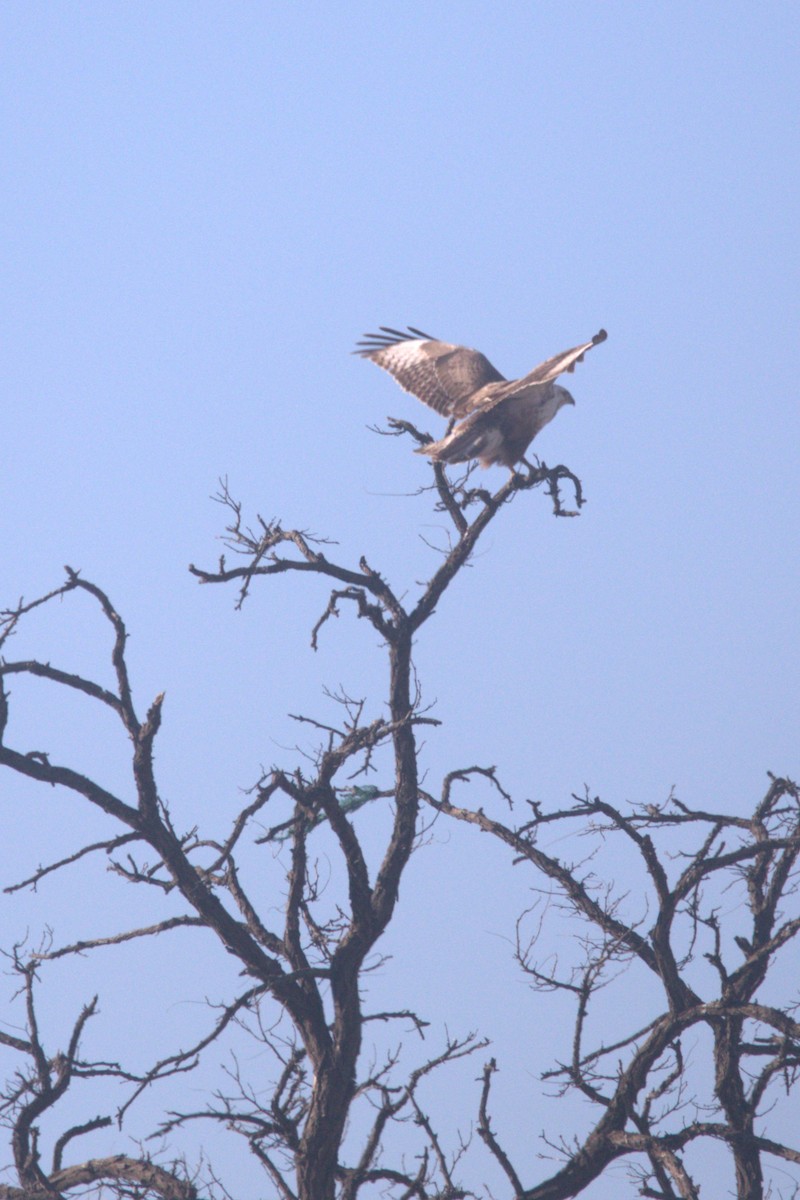 káně stepní - ML647399039