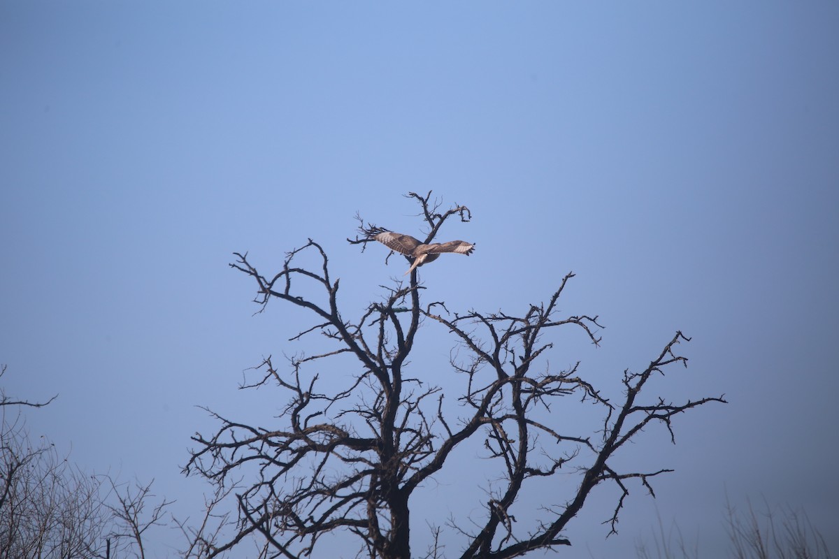 káně stepní - ML647399040