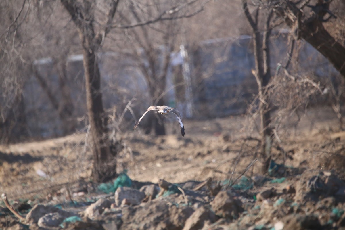 káně stepní - ML647399041