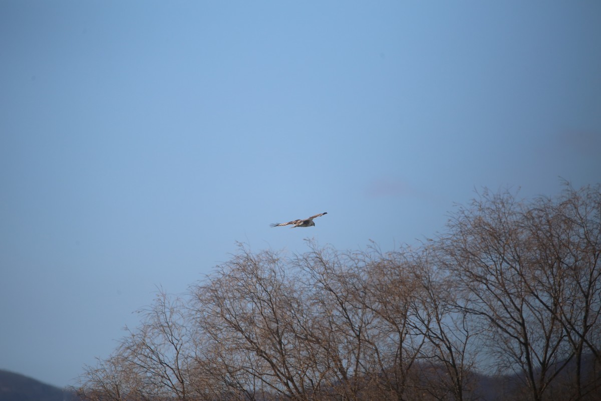 káně stepní - ML647399042