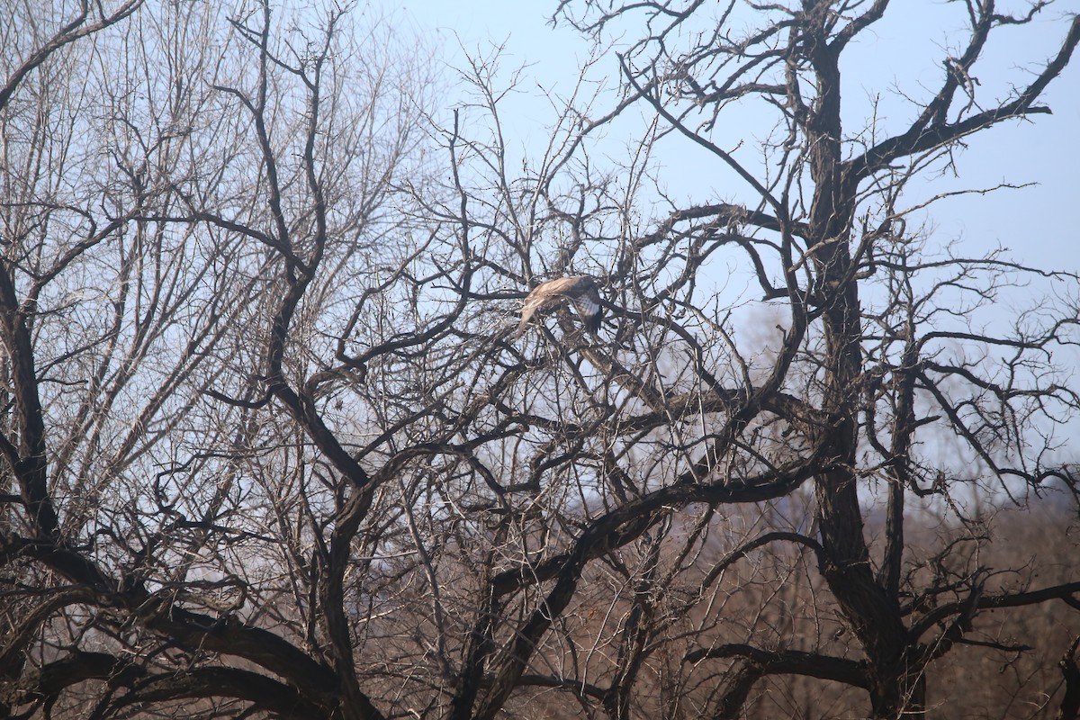 káně stepní - ML647399043