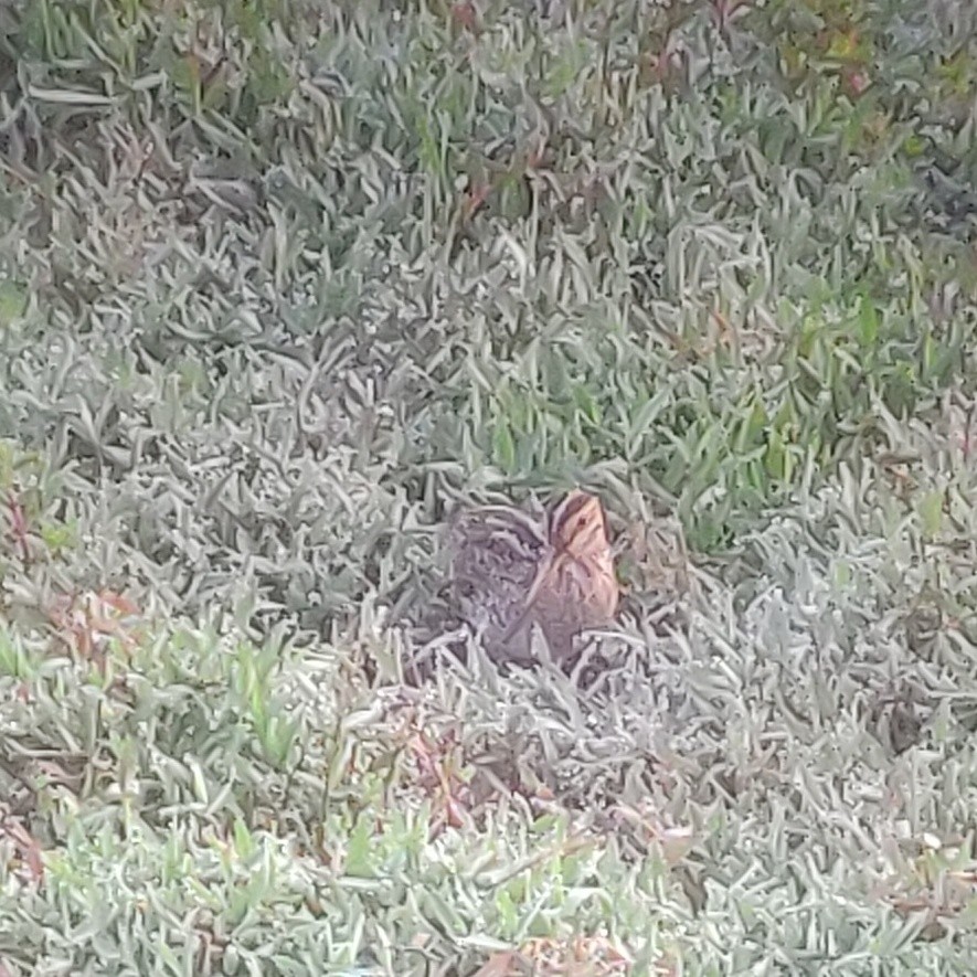 Sibirya Suçulluğu - ML647399048