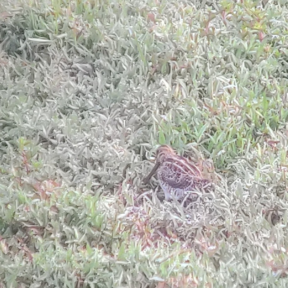 Sibirya Suçulluğu - ML647399049