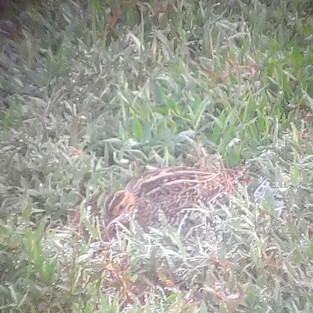 Sibirya Suçulluğu - ML647399050