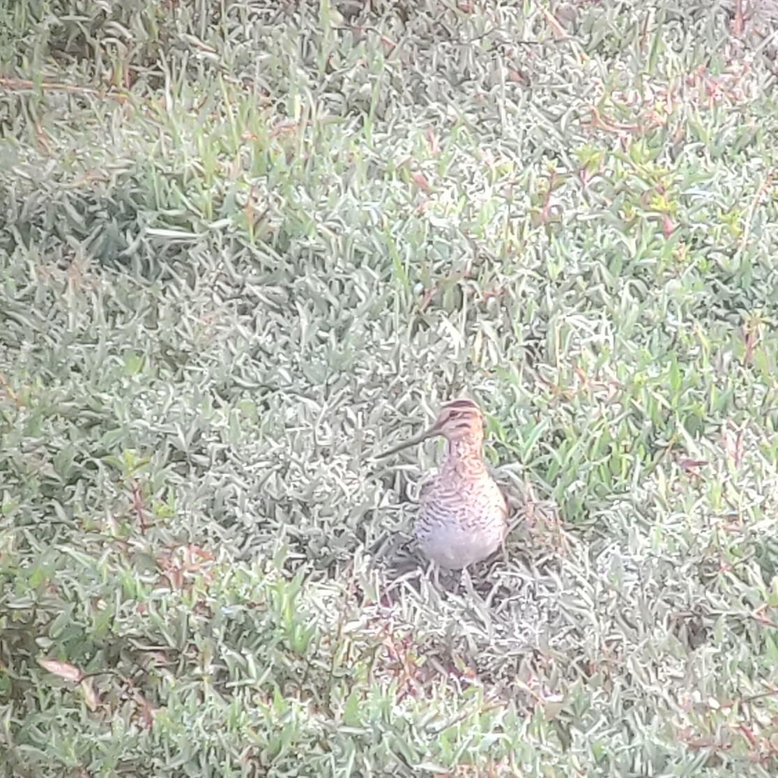 Sibirya Suçulluğu - ML647399051