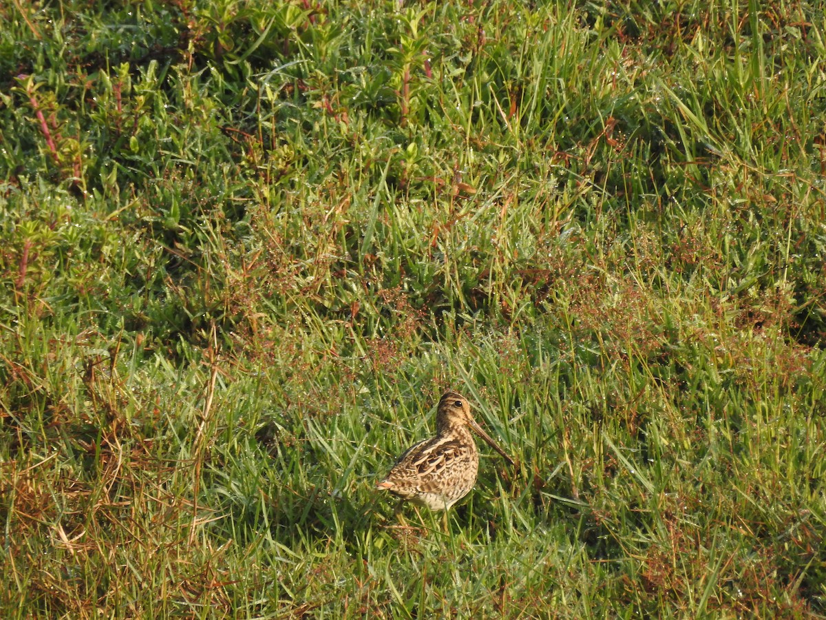 Sibirya Suçulluğu - ML647399052