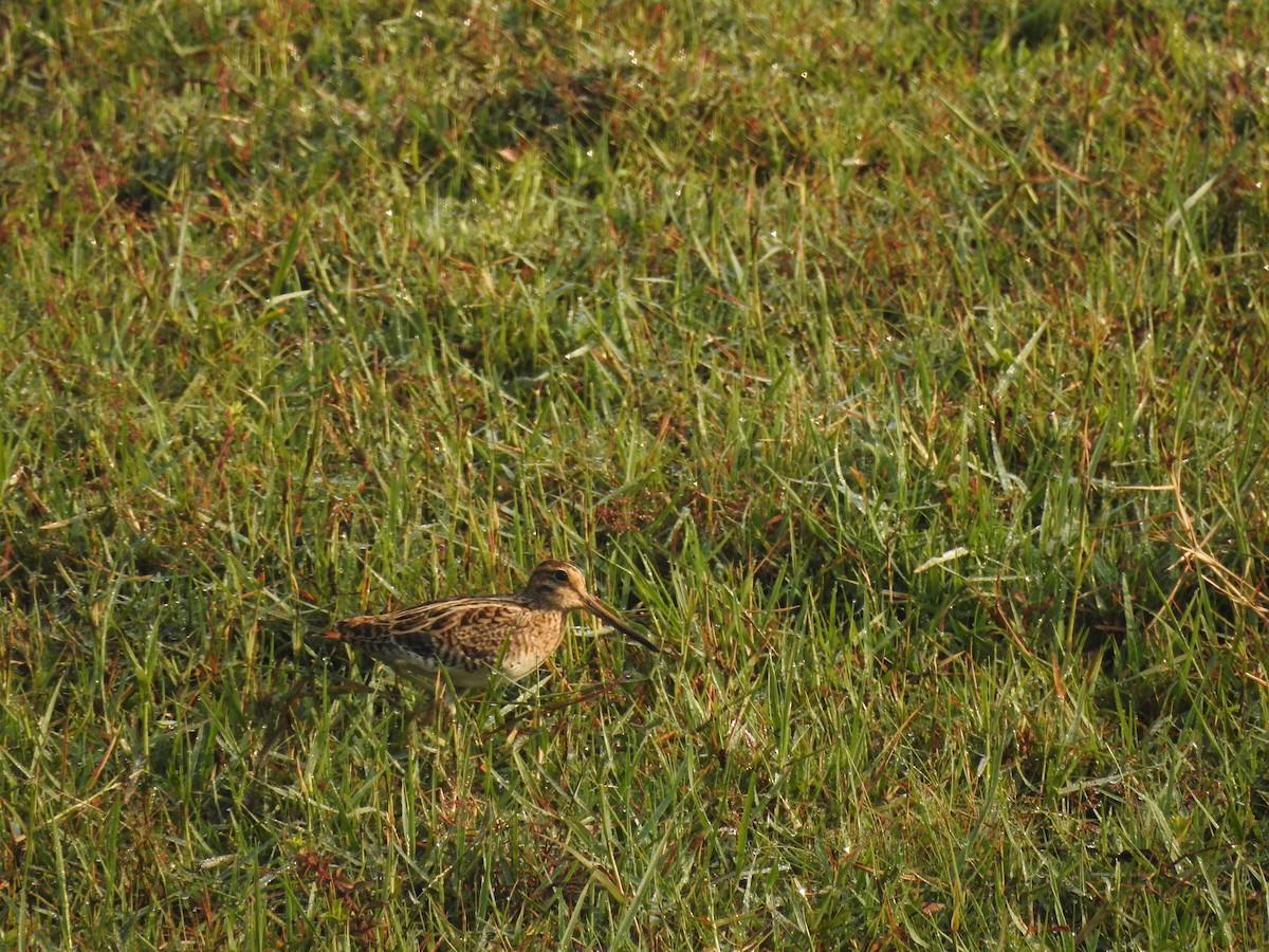 Sibirya Suçulluğu - ML647399053