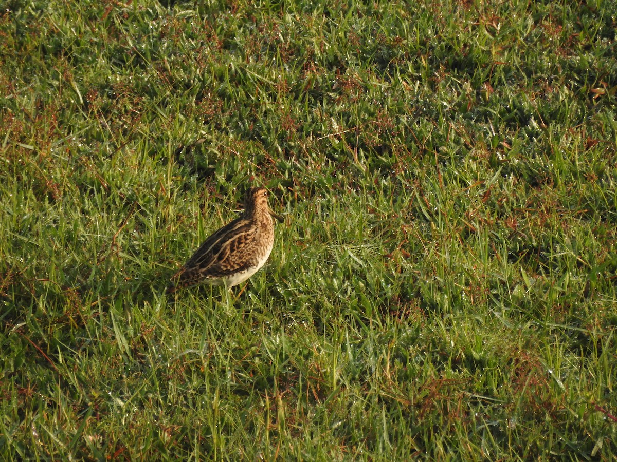 Sibirya Suçulluğu - ML647399054