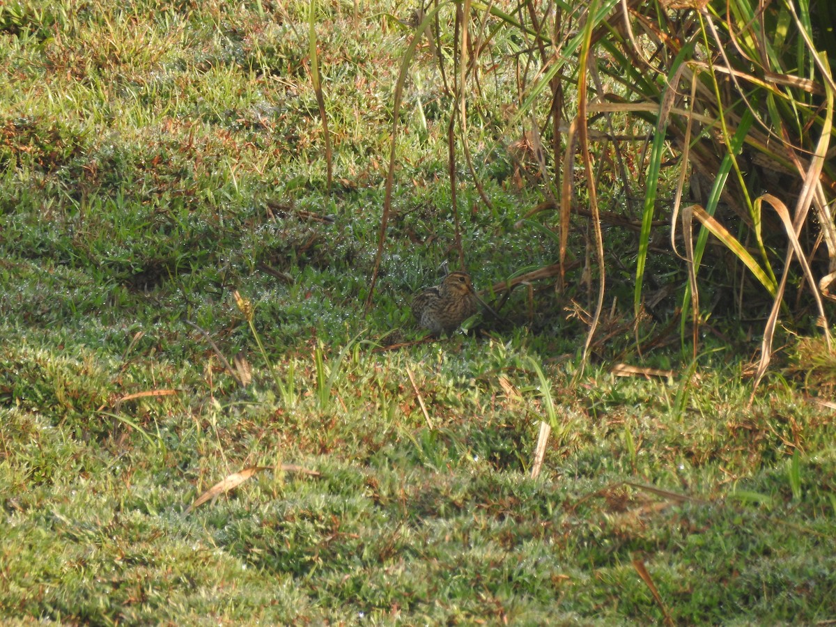 Sibirya Suçulluğu - ML647399055