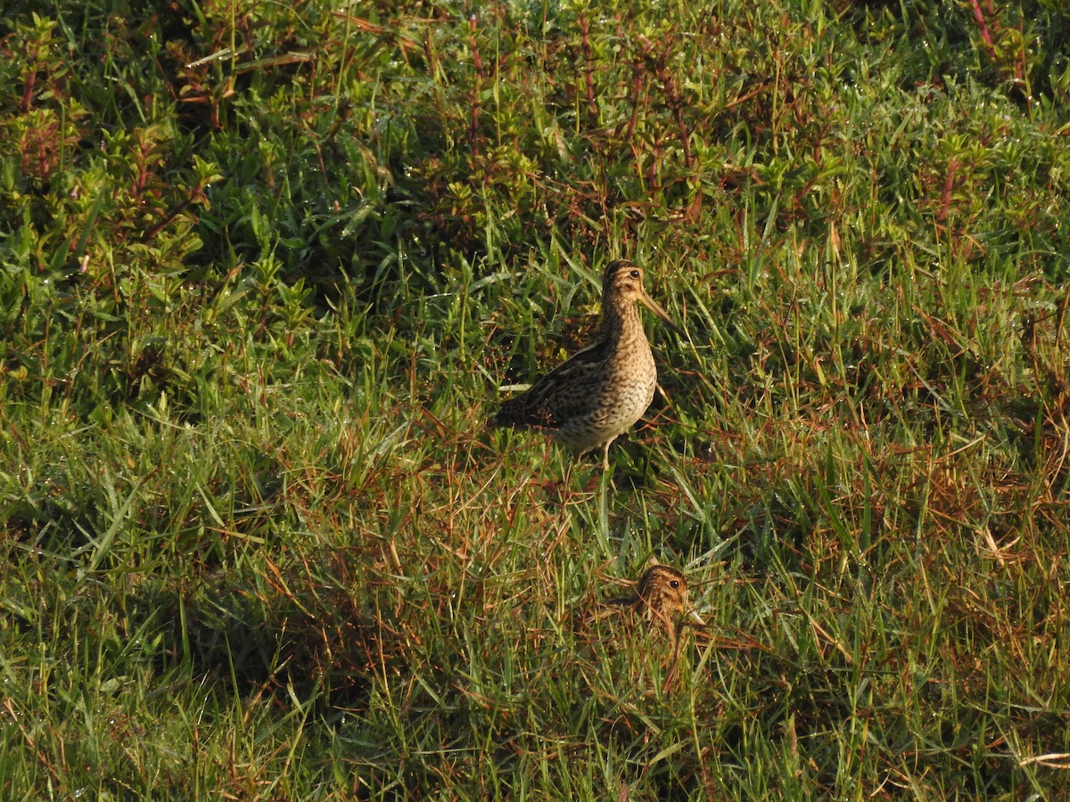 Sibirya Suçulluğu - ML647399056