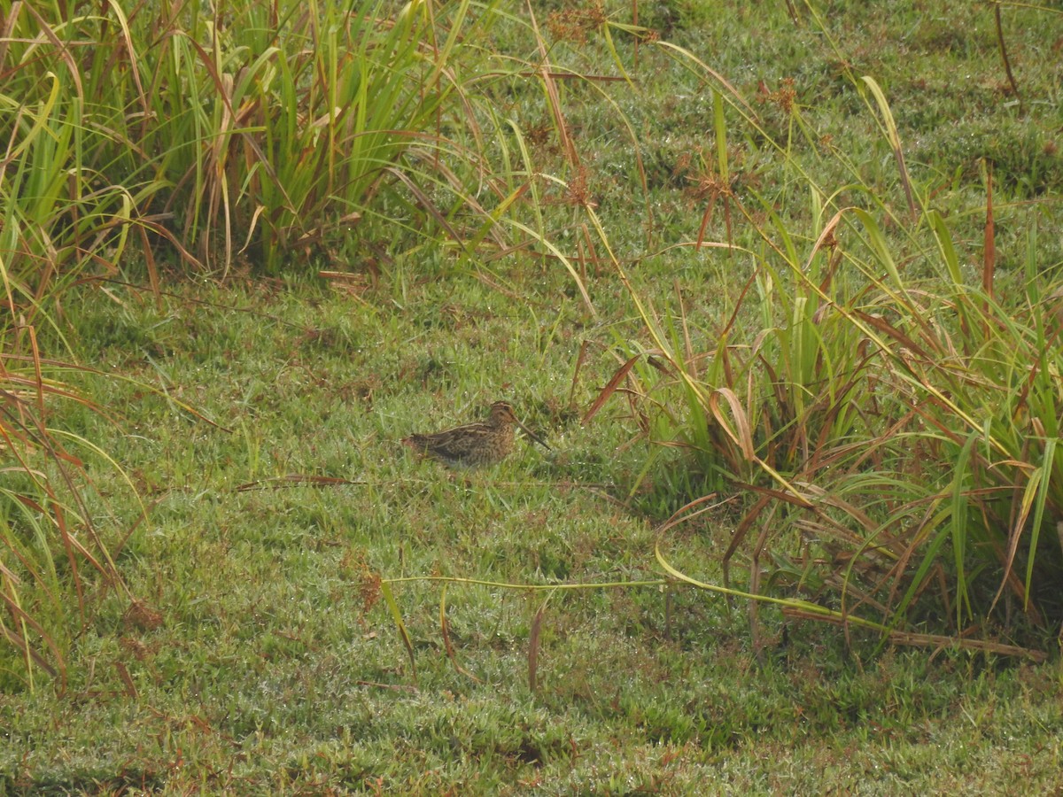 Sibirya Suçulluğu - ML647399057