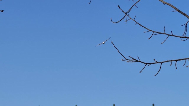 Зимняк - ML647399058