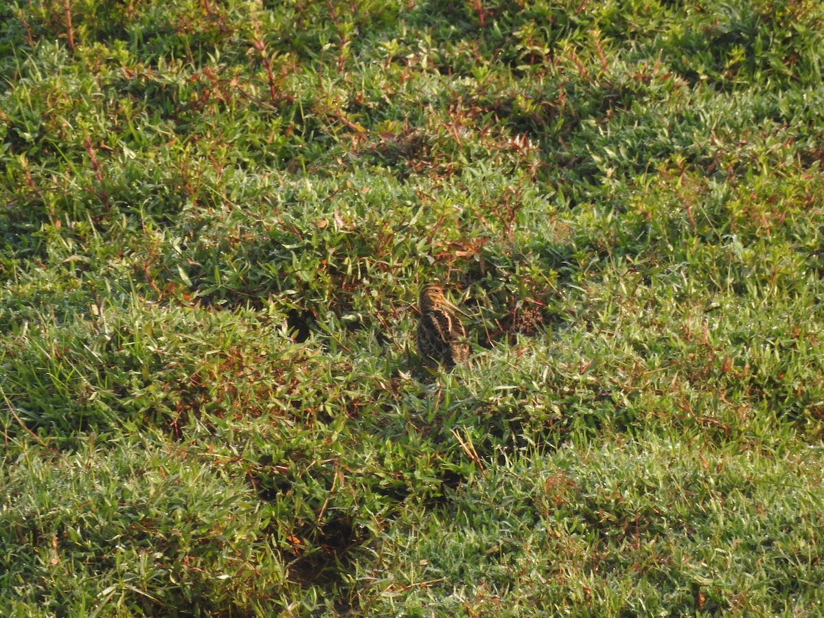 Sibirya Suçulluğu - ML647399059