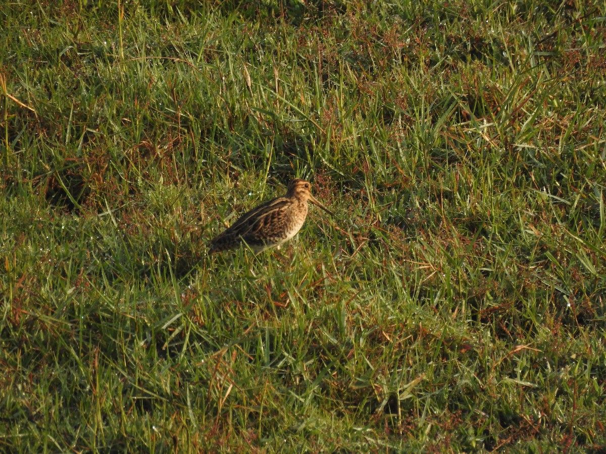 Sibirya Suçulluğu - ML647399060