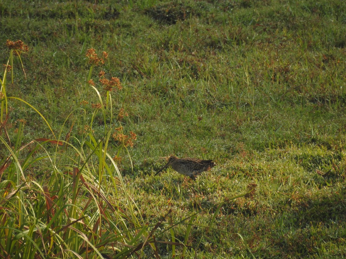 Sibirya Suçulluğu - ML647399061