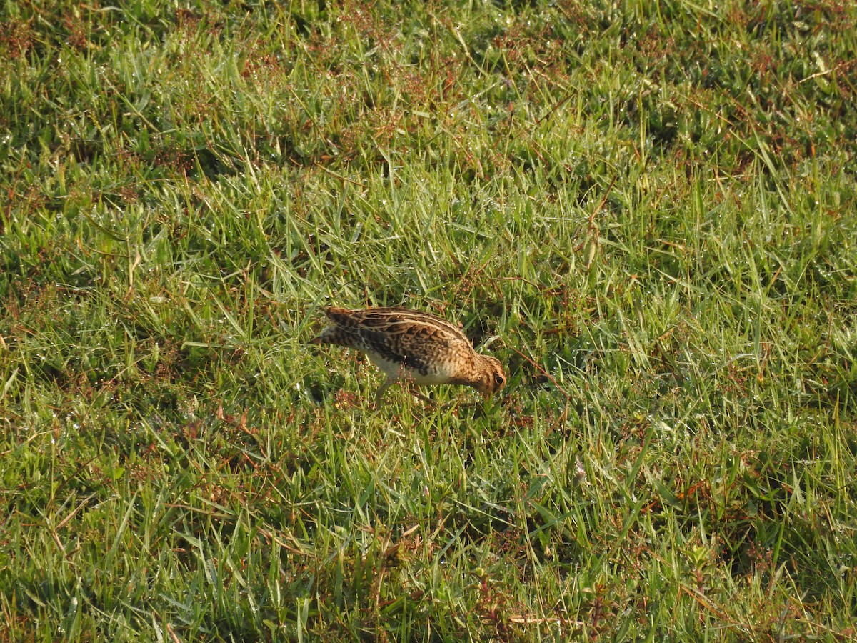 Sibirya Suçulluğu - ML647399062