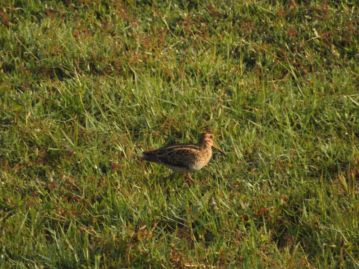 Sibirya Suçulluğu - ML647399063