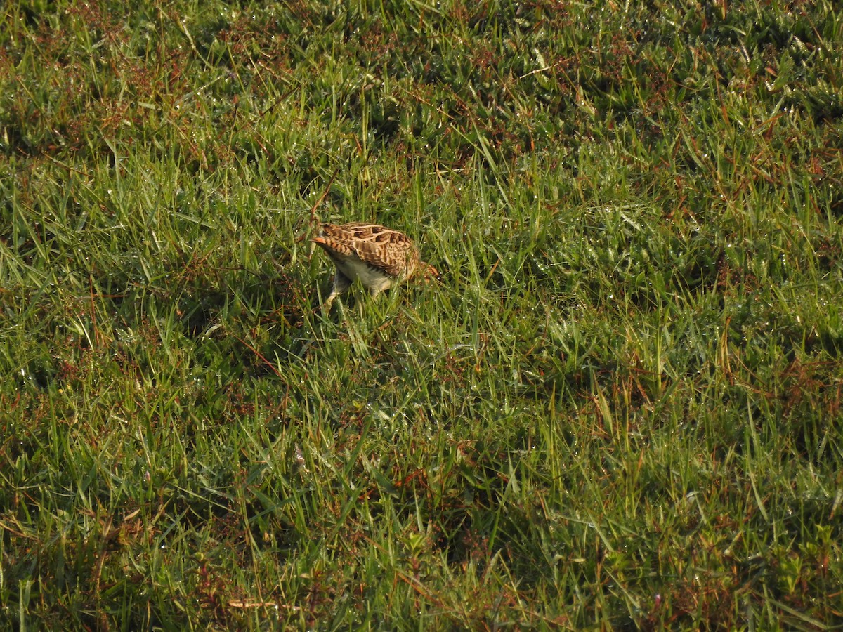 Sibirya Suçulluğu - ML647399064