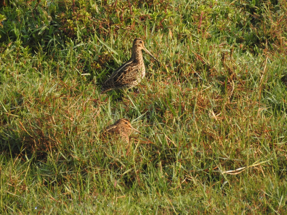 Sibirya Suçulluğu - ML647399065