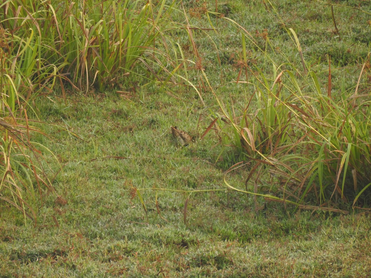 Sibirya Suçulluğu - ML647399066