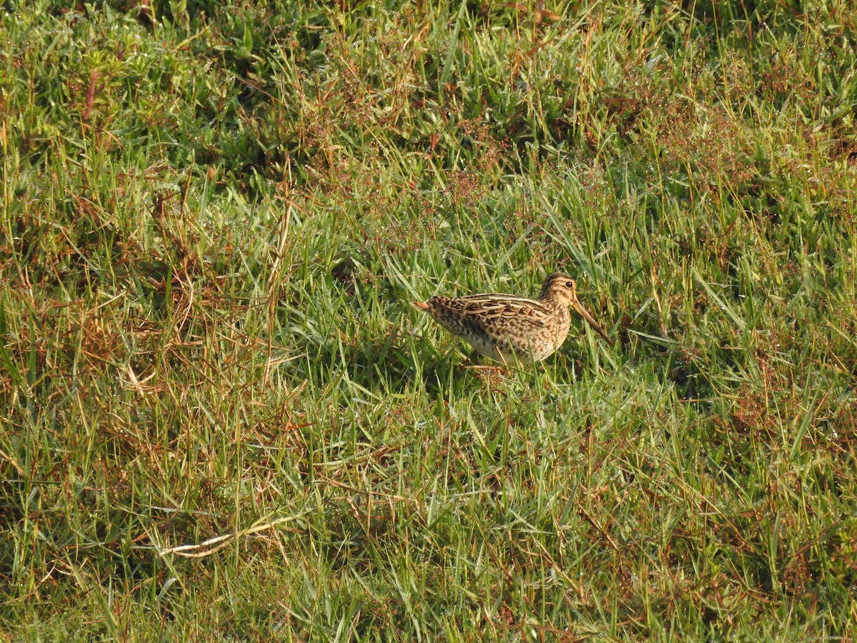 Sibirya Suçulluğu - ML647399068