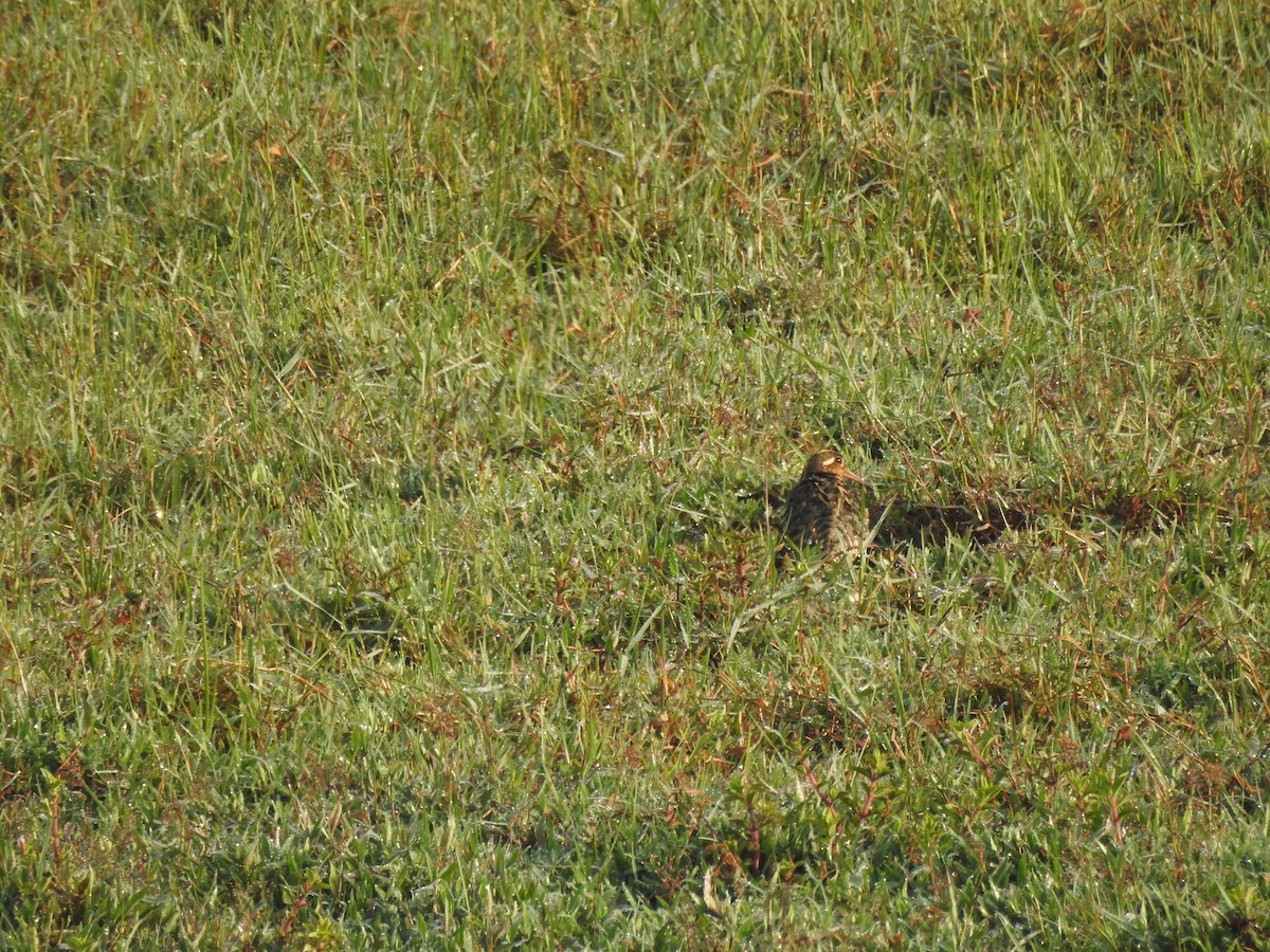 Boyalıçulluk - ML647399072