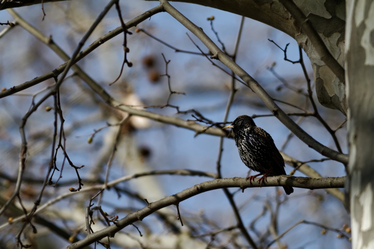 Шпак звичайний - ML647399080