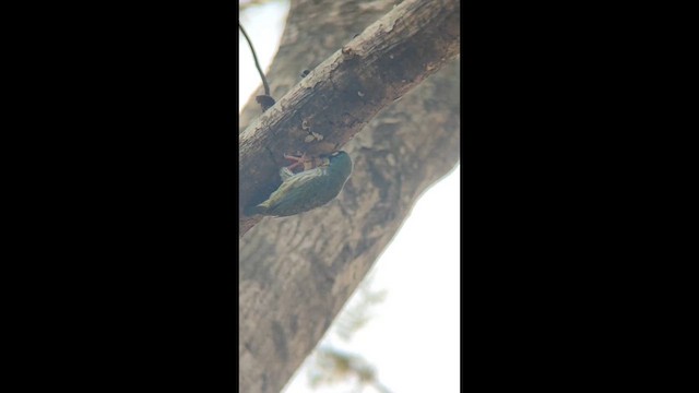 Краснолобый бородастик - ML647399093