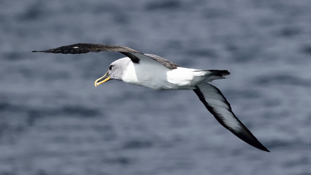 Буллеров альбатрос - ML647399095