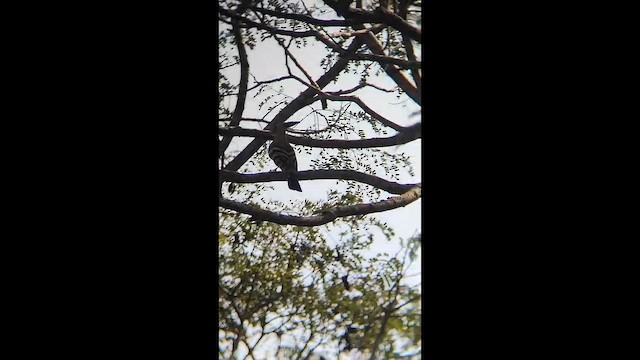 Удод - ML647399096