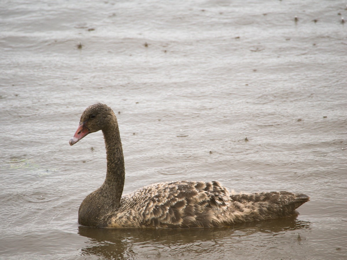 Cygne noir - ML647399098