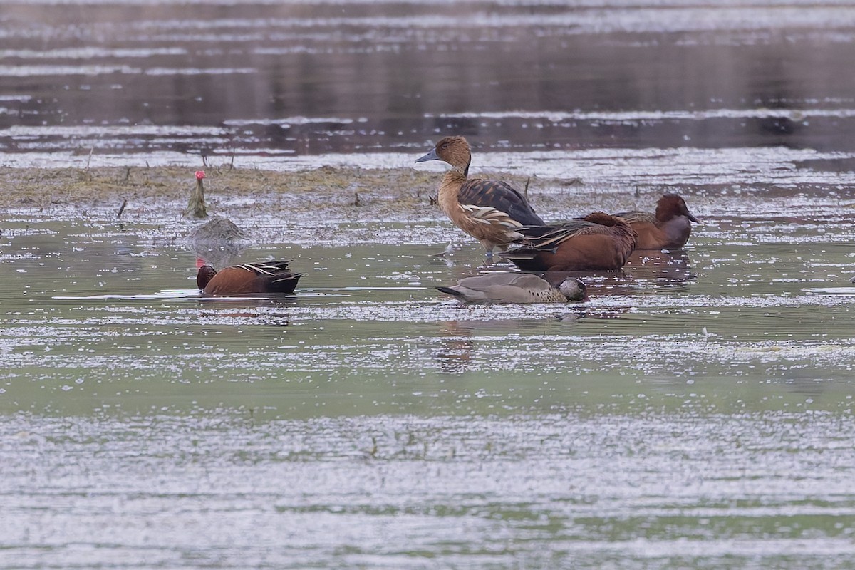 Brazilian Teal - ML647399104