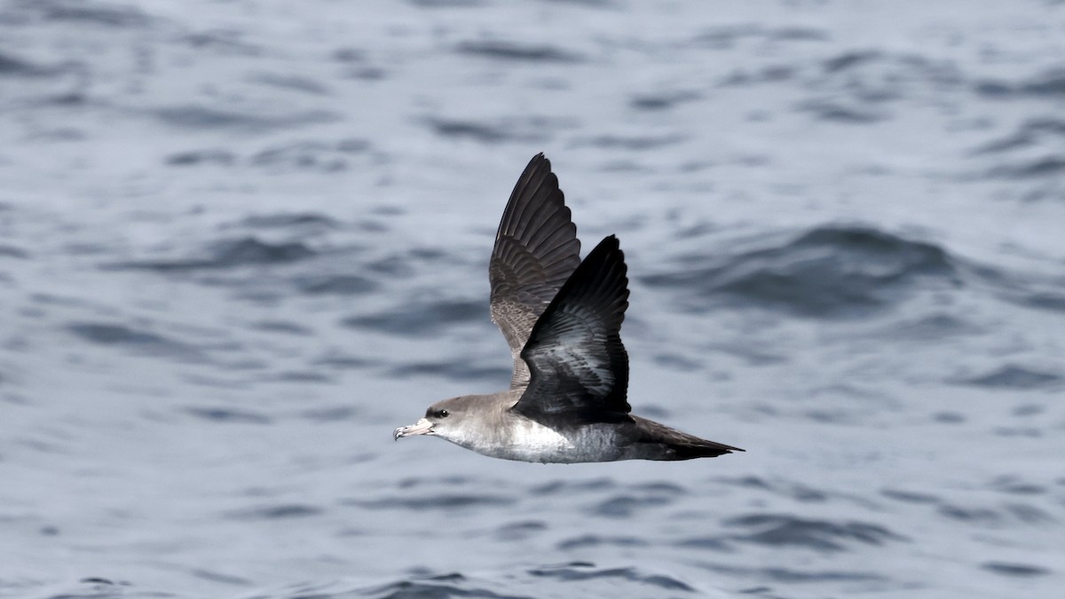 Pardela Patirrosa - ML647399105