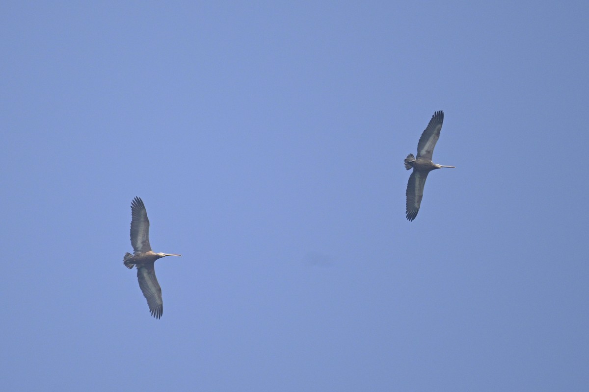 Пестроклювый пеликан - ML647399106