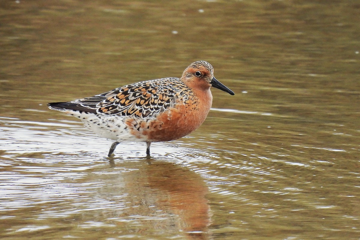 Исландский песочник - ML647399107