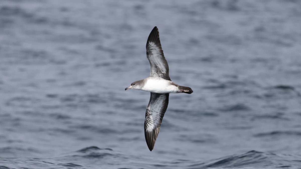 Pardela Patirrosa - ML647399116